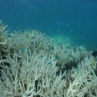 Barriera corallina australiana, il fenomento dello sbiancamento