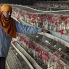 Influenza aviaria, in Cina ancora un'infezione umana