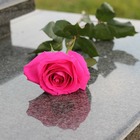 Sono ancora in vita ma portano i fiori sulle proprie tombe: «Nessuno lo farà quando moriremo»