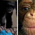 Mamma scimpanzè abbraccia per la prima volta il cucciolo appena nato: il tenerissimo video dello zoo