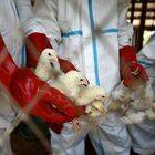 Influenza aviaria a Ostia: «Morte 50 galline