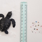 Tartaruga pesa solo 17 grammi e il suo stomaco è già pieno di plastica: il salvataggio della piccola Penny.