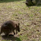 Al Bioparco di Roma è nato un canguro di Bennett, il cucciolo fa capolino dal marsupio della mamma
