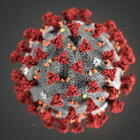 Il coronavirus è mutato: «Ora resiste a mascherine, distanziamento e lavaggio delle mani»