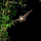 I pipistrelli affamati potrebbero causare la prossima pandemia. Gli scienziati: colpa dei cambiamenti climatici