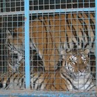 Entra nella gabbia delle tigri al Circo Lidia Togni, i felini gli staccano un braccio