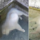 Due cuccioli di cane uccisi: affogati nell'acqua gelata davanti ai fratellini FOTO CHOC