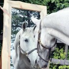 Animali, esperimento dell'Università di Pisa: il cavallo allo specchio si riconosce e si fa bello