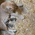 Tragedia allo zoo, leonessa partorisce due cuccioli: dopo poche ore li uccide e li mangia