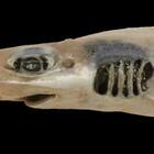 Sardegna, misterioso squalo senza pelle né denti: ecco di cosa si tratta