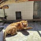 Addio a Valentina, la tigre che viveva da venti anni nello zoo di Napoli