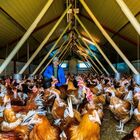 Influenza aviaria in Francia: galline, oche e tacchini di nuovo in lockdown