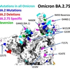 Omicron, cosa è la BA.2.75