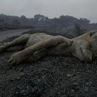 Decine di animali morti a causa delle fiamme