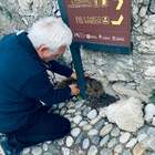 Un cucciolo di cinghiale salvato dai cittadini di Varese. Ecco cosa è accaduto