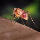 Zanzare e ragni, ecco come difendersi dall’invasione durante l'estate