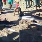 Tunisia, squalo trascinato a riva, torturato e ucciso fra le risate Video