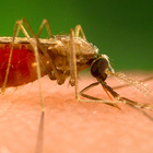 Le zanzare fanno 725mila vittime l'anno, è l'animale più pericoloso della Terra