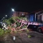 Pescara, pino crolla per le forti piogge: due auto distrutte