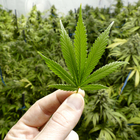Cannabis, via libera alla coltivazione in casa: ecco quante piantine saranno legali