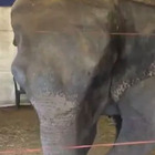 Elefantessa abbandonata in una discarica: ha ferite alla testa e alle gambe. È stata rubata da un circo