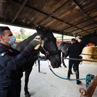 Carabinieri a Cavallo a Villa Borghese