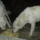 Cani cuccioli di pastore maremmano uccisi a fucilate: il ritrovamento choc