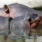 Ippopotami con il Covid nello zoo di Anversa: è il primo caso