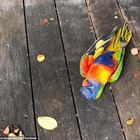 Virus sconosciuto uccide migliaia di pappagalli in Australia, i veterinari: «Smettete di alimentarli»