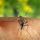 Virus Zika, gli effetti sul cervello dei neonati