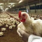 Usa, cresce la paura per l'influenza aviaria 