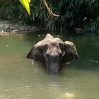 Elefantessa incinta uccisa in India, spunta la verità sulla morte: il frutto esplosivo era una trappola