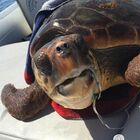 Tartaruga con amo gigante in bocca salvata alle Eolie: aveva fatto indigestione di meduse