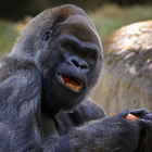 Morto Ozzie il gorilla maschio più anziano del mondo: a settembre aveva avuto il Covid