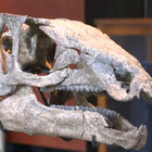 All'asta lo scheletro di un dinosauro di 150 milioni di anni fa