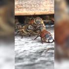 Un'ape cade nel miele ma le altre la aiutano pulendola e liberandola