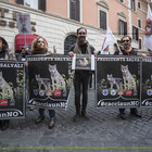• La protesta in strada, attivisti travestiti da lupi -Fotogallery