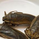 Mangiare gli insetti fa davvero bene? La scoperta italiana: meglio dell’olio d’oliva, ecco perché