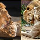 Coppia di leoni uccisi dallo zoo: «L'uno non sarebbe sopravvissuto alla morte dell'altra»