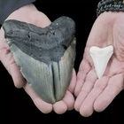 Dente gigante di un Megalodonte riaffiora dagli abissi: l'incredibile ritrovamento nell'oceano