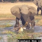 Mamma elefante uccide il coccodrillo per difendere il suo cucciolo: il video è virale