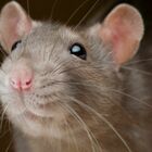 Vegana rifiuta la derattizzazione: «Non posso uccidere i topi, sono i miei animali domestici»