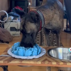 La cagnolina educata si pulisce il muso dopo aver bevuto dalla ciotola: il video fa impazzire TikTok