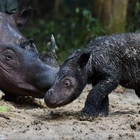 Sumastra, nasce rarissimo esemplare di rinoceronte