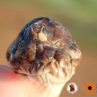 Australia, scoperto serpente con tre occhi