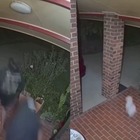 Il cagnolino eroe fa scappare i ladri: la scena dalla videosorveglianza