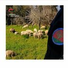 I carabinieri ritrovano un gregge di sessanta pecore: era stato rubato