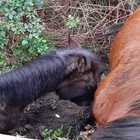 Nemi, cavalli in fuga cadono in un fosso: salvati dai vigili del fuoco