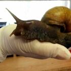 Lumache giganti invadono la Florida: «Grosse come topi, pericolose anche per l'uomo»