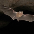 Covid, allarme di “Nature”: trovati parenti del coronavirus nei pipistrelli in Giappone e Cambogia